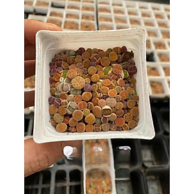 Cây sen đá mông , sen đá lithops 1 năm tuổi