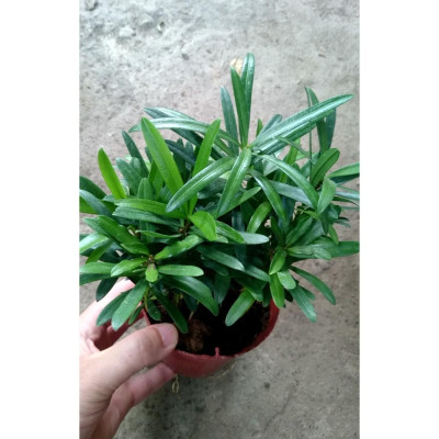 Cây Tùng La Hán - Vạn Niên Tùng - cây cảnh để bàn