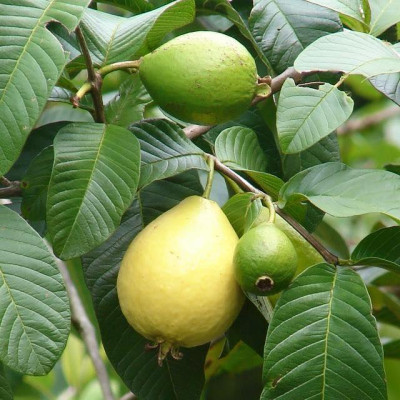 Cây Ổi Lá Kim ( ổi sẻ ) - cây ăn quả + tặng phân bón cho cây