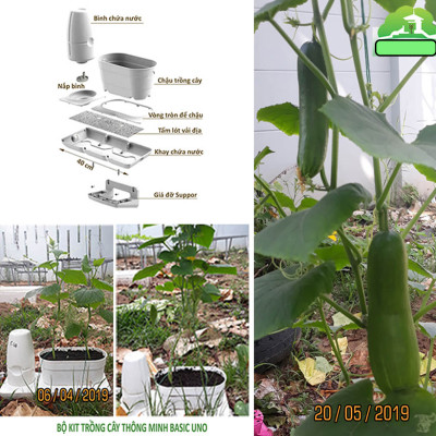 CHẬU TRỒNG RAU TỰ DƯỠNG NHẬP KHẨU CHÂU ÂU TỰ ĐỘNG TRONG 2 THÁNG, SỬ DỤNG 10 NĂM