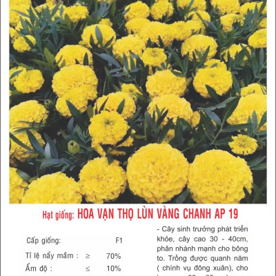 Hạt giống Hoa Vạn Thọ Lùn VÀNG siêu bông VTP184