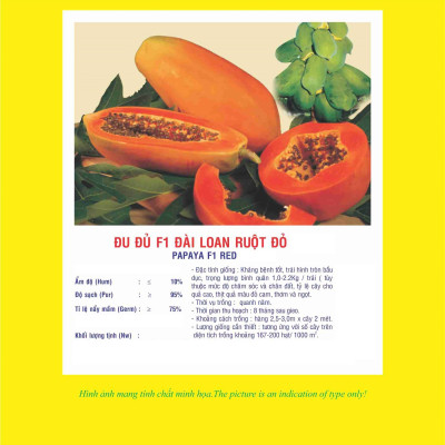 Hạt giống đu đủ ruột đỏ F1 siêu trái thơm ngọt VTP65