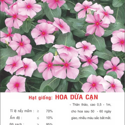 Hạt giống hoa Dừa Cạn nhiều màu VTP123