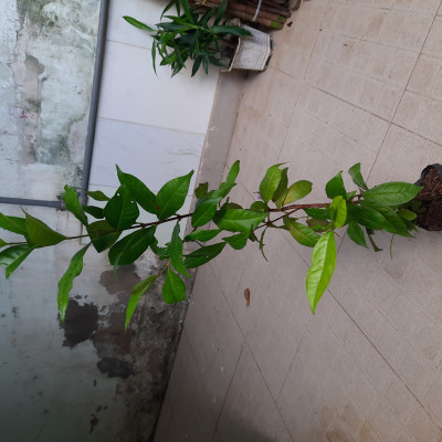Cây giống sắn thuyền, cao 60cm, ươm hạt