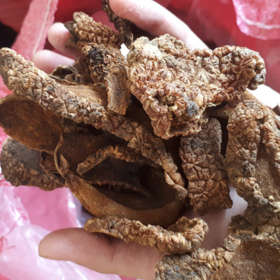 Đặc Sản Kon Tum - Ngọc Cẩu Khô Đặc Sản Kon Tum (Nấm Tỏa Dương) 1Kg - OCOP 3 Sao