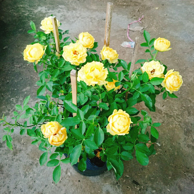Cây Hoa Hồng Tỉ Muội Vàng - cây cảnh để bàn + tặng phân bón cho cây