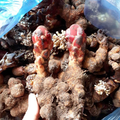Đặc Sản Kon Tum - Ngọc Cẩu Khô Đặc Sản Kon Tum (Nấm Tỏa Dương) 1Kg - OCOP 3 Sao