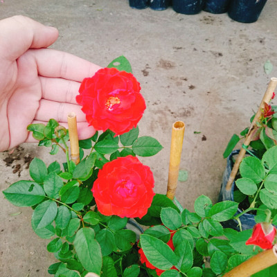 Cây Hoa Hồng Lửa - cây cảnh để bàn + tặng phân bón cho cây