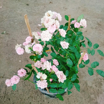 Cây Hồng Bạch Trà (giống mới) - Hồng Đông Mai