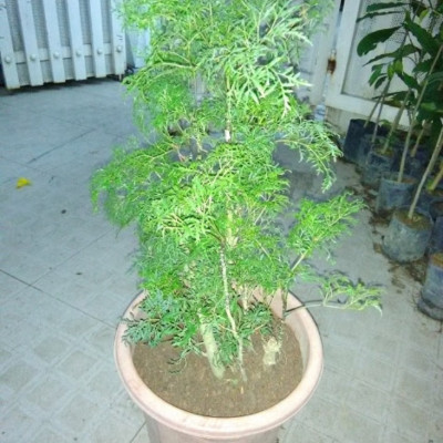 Cây đinh lăng lá nhuyễn