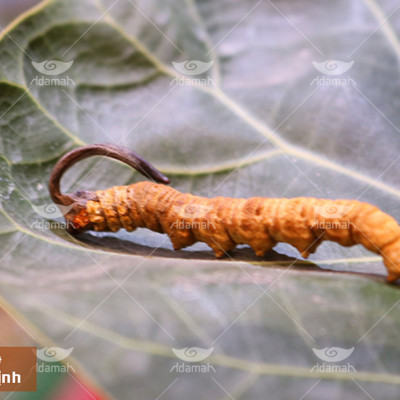 Đông Trùng Hạ Thảo Hoang Dã Nepal – Hymalaya