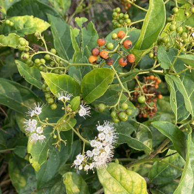 Trà Xạ Đen Hợp Hòa - Xạ đen + Cỏ Ngọt - 50 túi lọc - Giải độc mát gan, ngăn ngừa ung thư.