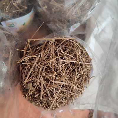 Cà gai leo sao vàng sạch lông sạch bụi