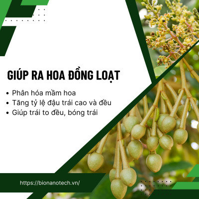 Phân bón lá vi lượng Super-Thives Plus CANXI BO KẼM giúp trái to đều, tăng tỷ lệ đậu trái và tăng sức đề kháng cho cây trồng