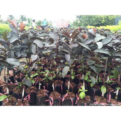 Cây ổi tím Malaysia - cây ăn quả + tặng phân bón cho cây