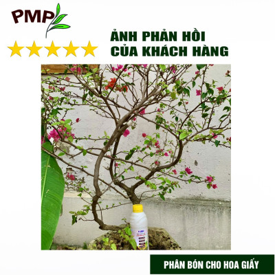 Phân bón hoa giấy Flymic PMP giúp kích hoa, lặp hoa nhanh, sai hoa, hoa nở đồng loạt chai 1 lít