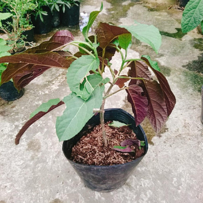 Cây Hoa Thiên Phúc - cây cảnh đẹp