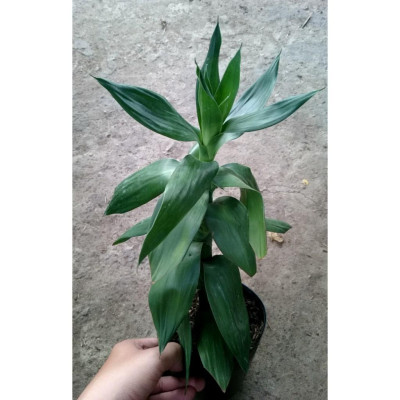 Cây phát tài thuỷ sinh - cây cảnh để bàn mang lại may mắn, bình an và hạnh phúc
