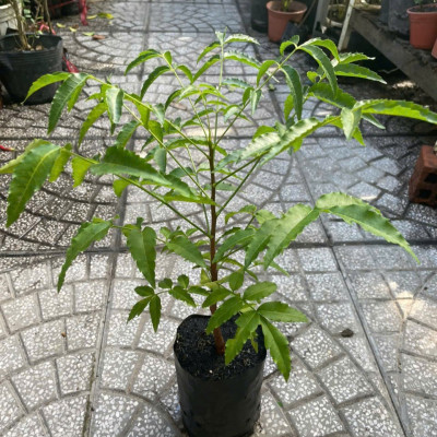 Cây sầu đâu cao khỏe mạnh cao khoảng 40cm