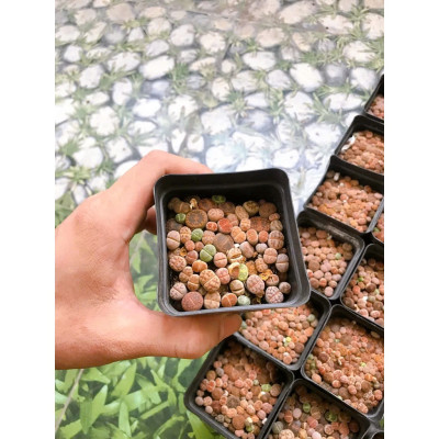 Cây sen đá mông , sen đá lithops 1 năm tuổi