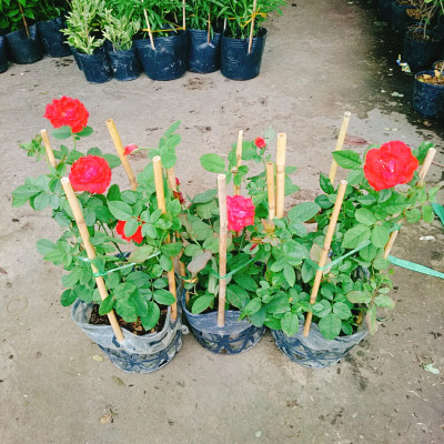 Cây Hoa Hồng Lửa - cây cảnh để bàn + tặng phân bón cho cây