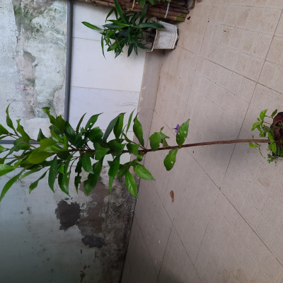 Cây giống sắn thuyền, cao 60cm, ươm hạt