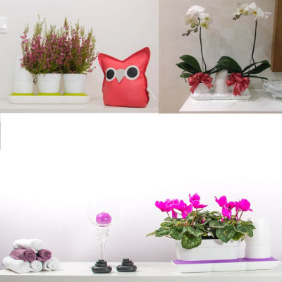 Vòng Phụ Kiện 5 Màu Color Ring Thay Thế Vòng Chậu Kit Trồng Cây Tự Dưỡng nhập khẩu Bồ Đào Nha Basic S và Basic UNO (màu trắng)