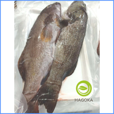 [Chỉ giao HCM] 500gr CÁ MÚ SAO (1 con từ 800gr-1,5kg)