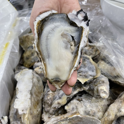 Hàu sữa Nhật Hyogo ( Size :6-8 con)   -   1kg