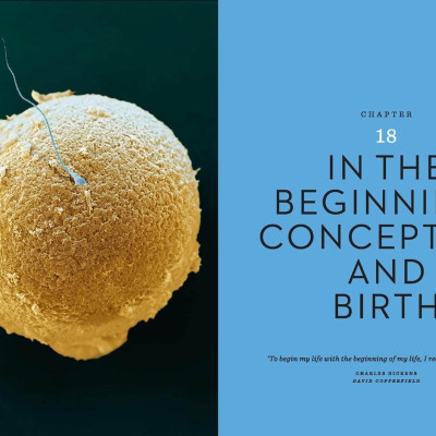 The Body - Illustrated