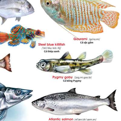 Sách - My First Book Of Animals - Động vật dưới nước (VT)