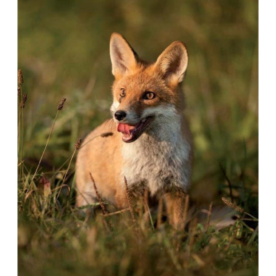 Ống Nhòm Ngày Fomei 8-24x50 ZCF New - Hàng chính hãng