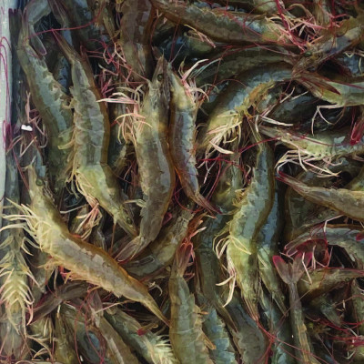 Vi sinh xử lý nước và đáy ao UNPARA ABI