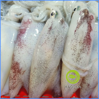 [Chỉ giao HCM] 500gr MỰC ỐNG LAO (11 - 20c/kg)