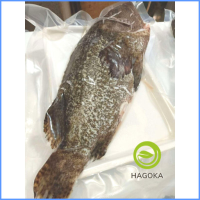 [Chỉ giao HCM] 500gr CÁ MÚ SAO (1 con từ 800gr-1,5kg)