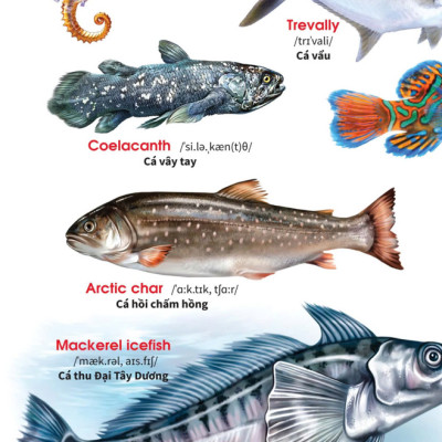 Sách - My First Book Of Animals - Động vật dưới nước (VT)