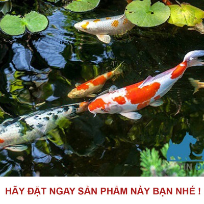 Combo 5 Xốp Lọc Bể Cá 90x30cm Cao Cấp | Vật Liệu Lọc Nước Hồ Cá Hiệu Quả