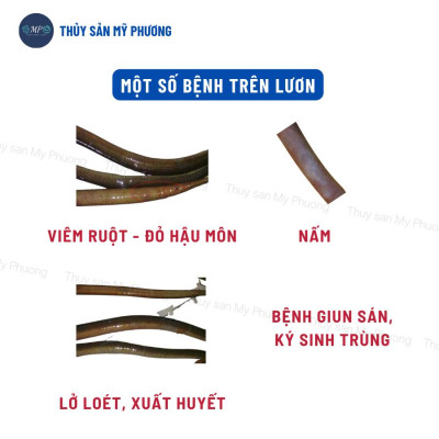 Sát khuẩn nước cá lở loét thối đôi đen mang đốm đỏ trắng tuột nhớt gan thận mủ Koko Lvs tôm thẻ cá lươn ếch ốc ba ba