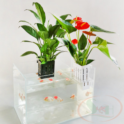 Giỏ nhựa trồng cây thủy canh móc thành hồ trang trí bể cá tép thủy sinh bán cạn
