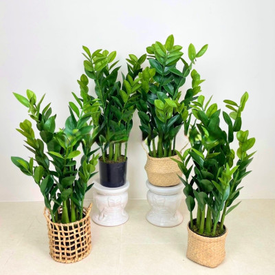 Cây kim tiền, kim phát tài giả - cao 90cm - Cây giả, hoa lụa Decor trang trí nhà cửa