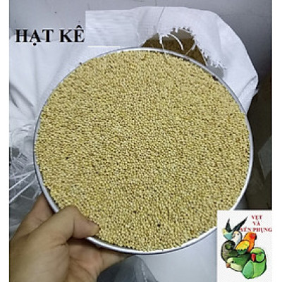 hạt kê bóng vàng nhiều chất dinh dưỡng dành cho chim, vẹt