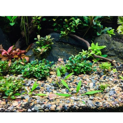 Sỏi Sạn Suối Thiên Nhiên | Sỏi Trải Nền Trang Trí Hồ Cá, Bể Thủy Sinh Hàng Siêu Đẹp