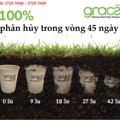 Combo 50 cái Dĩa giấy tròn bã mía Thái Lan 23cm - thương hiệu Gracz
