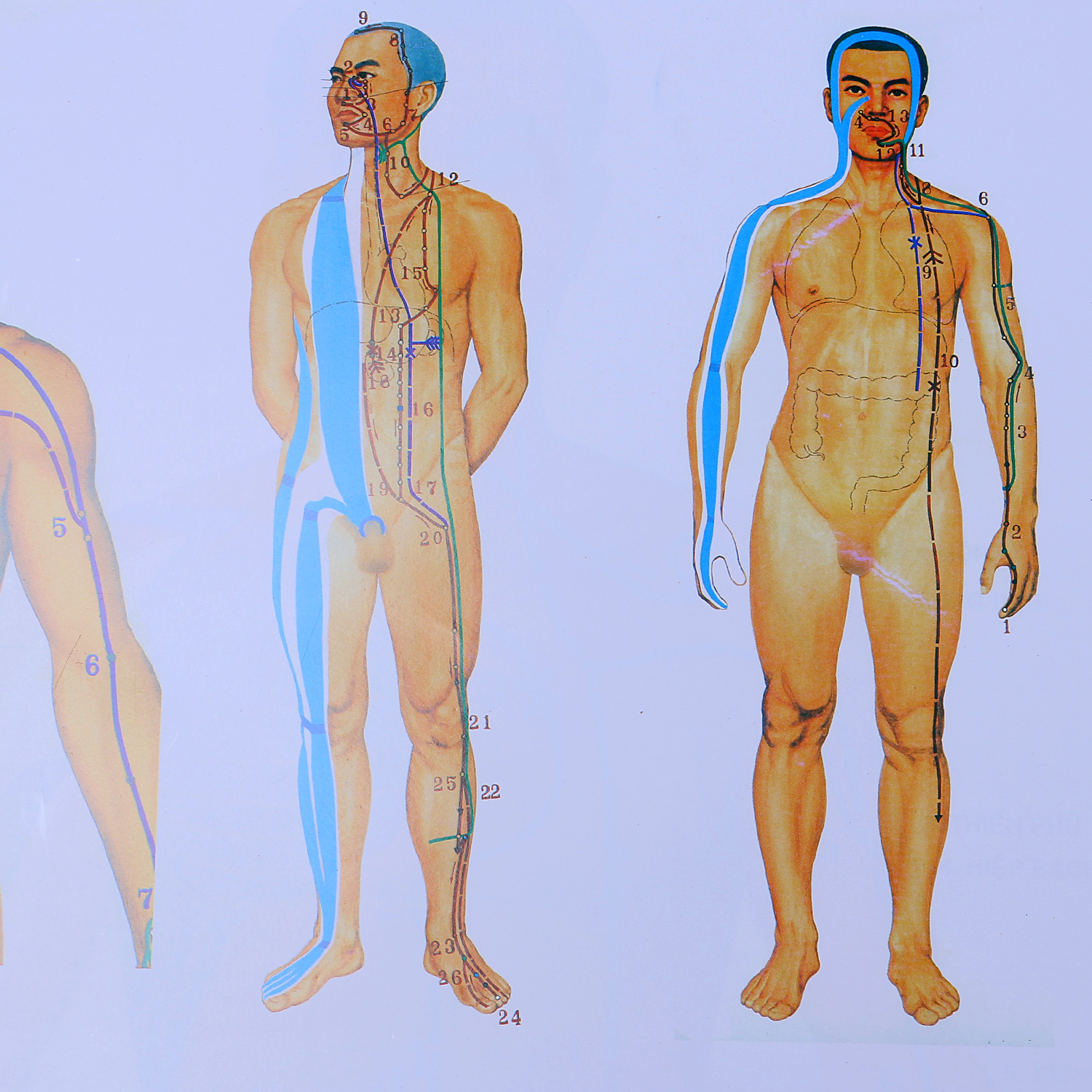 Tranh Hệ Thống Kinh Lạc - 12 Đường Kinh Chính Và 8 Đường Kỳ Kinh