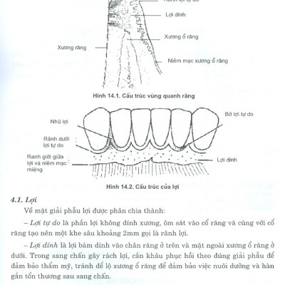 Phẫu Thuật Trong Miệng - Tập 2 (Dùng Cho Sinh Viên Chuyên Khoa Răng Hàm Mặt