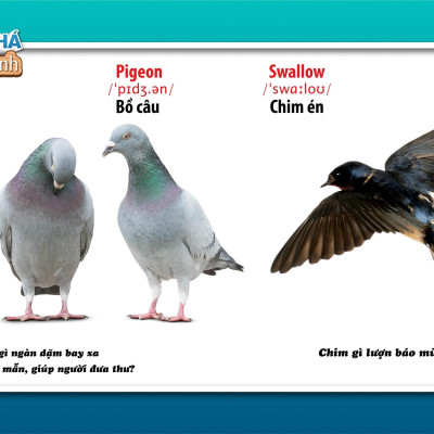 Song Ngữ Anh - Việt CBKPTGXQ - Chim