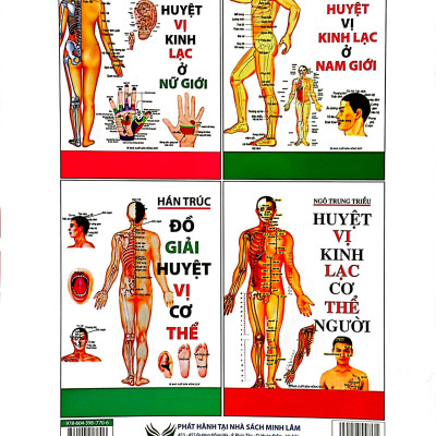 Đồ Hình Huyệt Vị Kinh Lạc Ở Nữ Giới