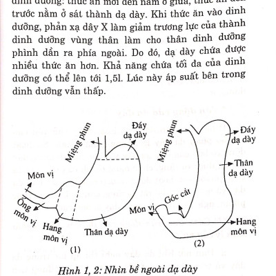 Các Phương Pháp Chữa Trị - Bệnh Dạ Dày