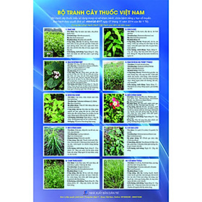 Bộ tranh Cây thuốc mẫu (Theo QĐ 4664/QĐ-BYT)