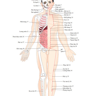 Đồ Giải Kinh Lạc Huyệt Vị Cơ Thể (Tái Bản 2023)